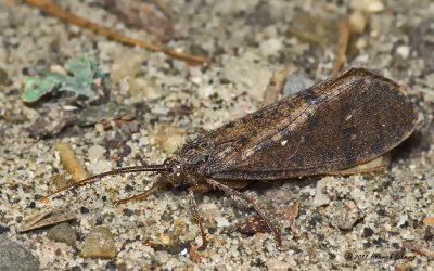 K5D6506-Unidentified Moth.jpg