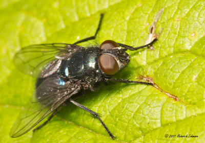 K5D6093-Screw-worm Fly.jpg