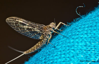 K5D6300-Mayfly.jpg