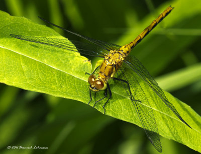 K5D6014-Dragonfly.jpg