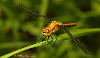 K5D6018-Dragonfly.jpg