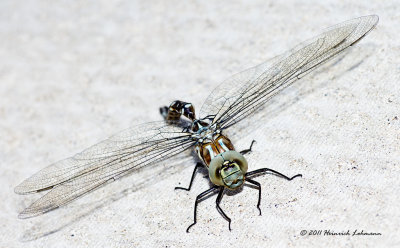 K5D7645-Dragonfly.jpg