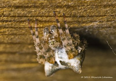 K5D8002-Cat-faced Orbweaver.jpg