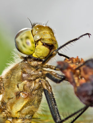 K5D7984-Dragonfly.jpg