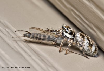 K5D8182-Metephid Jumping Spider with prey.jpg