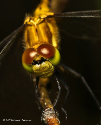 K5D6012-Dragonfly.jpg