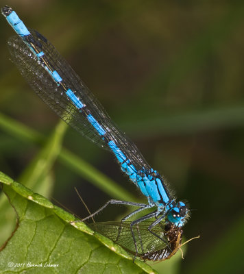 K5D6484-Damsel Fly lunching on May Fly.jpg