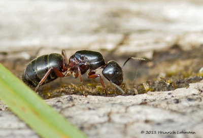K5D6432-little black ant.jpg