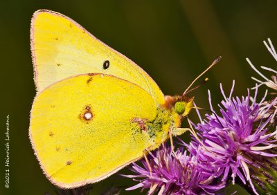 K5E1442-Cloudless Sulphur.jpg