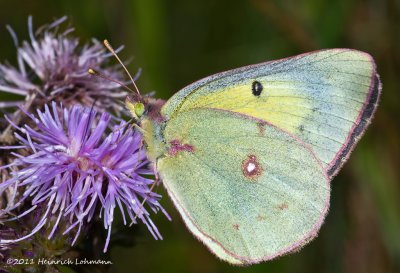 K5E1455-Cloudless Sulphur.jpg
