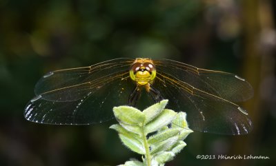 K5E1489-Dragonfly.jpg