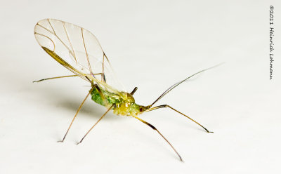 K5E1500-GreenApple Aphid.jpg