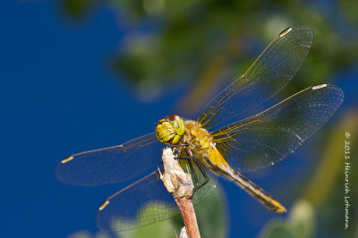 K5E1502-Dragonfly.jpg