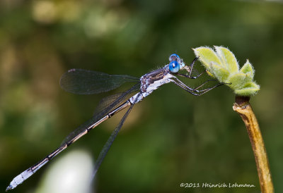 K5E1534-Spreadwing.jpg