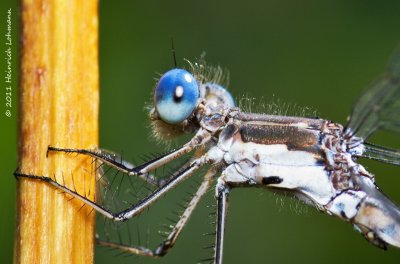 K5E1598-Spreadwing.jpg