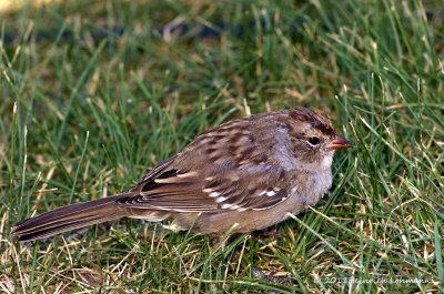 K5E1607-unidentified Sparrow.jpg