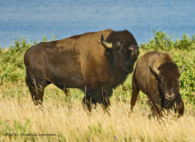 K5E0611-Bison.jpg