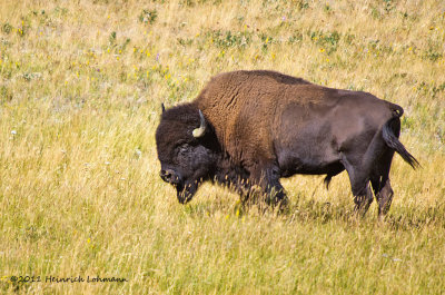 K5E0759-Bison.jpg