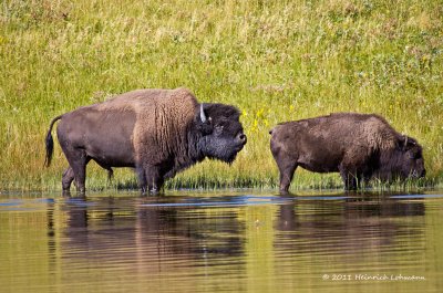 K5E0821-Bison.jpg
