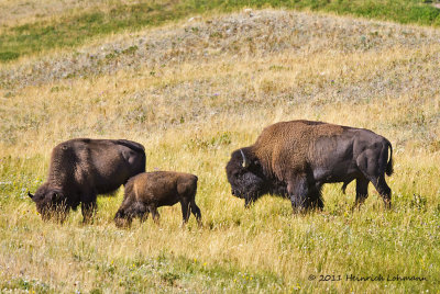 K5E0870-Bison.jpg