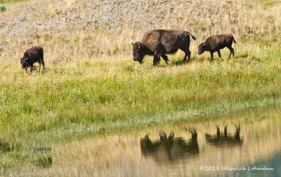 K5E0896-Bison.jpg