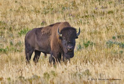 K5E1141-Bison.jpg