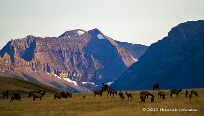 K5E1303-Waterton Lakes N.P.Elk.jpg