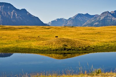 K5E0721-Waterton Lakes N.P.jpg