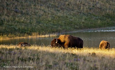 K5D9234-Bison.jpg