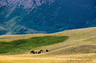 K5D9268-Waterton Lakes N. P.jpg