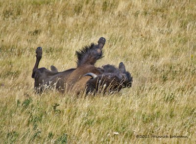 K5D9320-Bison.jpg