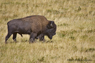 K5D9340-Bison.jpg