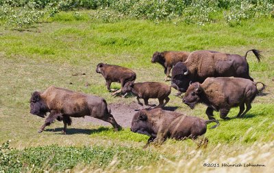 K5D9403-Bison.jpg