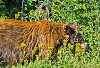 K5D8965-Black Bear.jpg