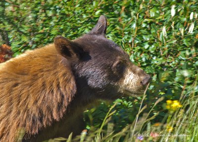 K5D8969-Black Bear.jpg