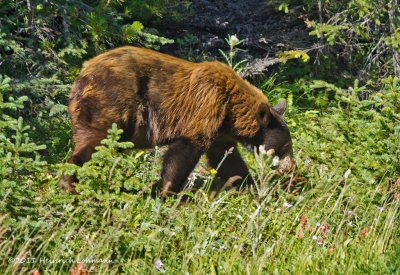 K5D8976-Black Bear.jpg