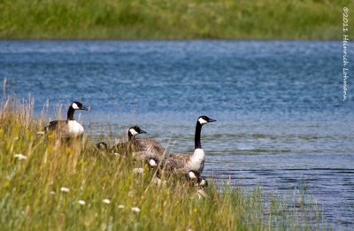 K5D8446-Canada Geese.jpg