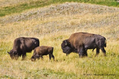 K5E0870-Bison.jpg