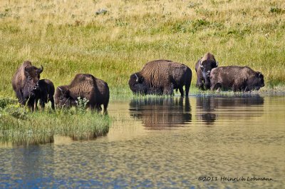 K5E0803-Bison.jpg