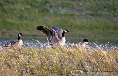 K5D9876-Canada Geese.jpg