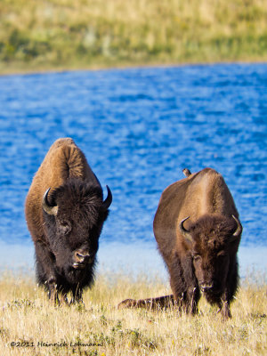 K5D9184-Bison.jpg