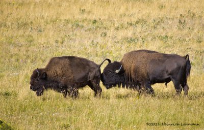 K5E0755-Bison.jpg