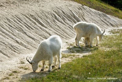 K5E2799-Mountain Goats.jpg