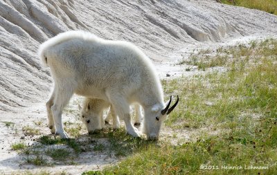 K5E2801--Mountain Goat.jpg