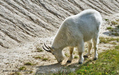 K5E2803-Mountain Goat.jpg