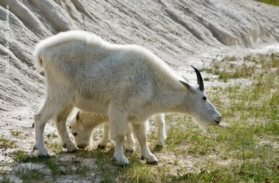 K5E2818-Mountain Goats.jpg