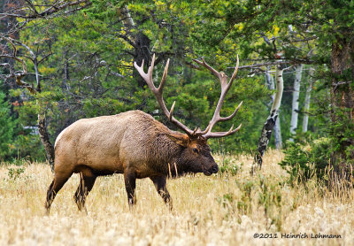 K5E3611-Wapiti (Elk)jpg