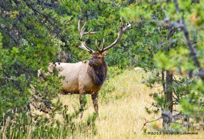 K5E3621-Wapiti (Elk).jpg