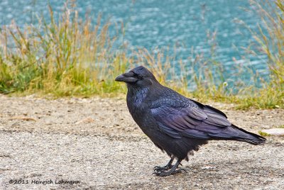 K5E3935-Raven.jpg