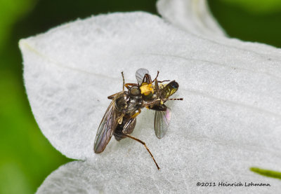 K5D8101-Unidentified tiny insects.jpg
